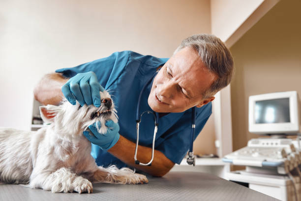 Best Broken or Chipped Tooth Repair in Seabrook, TX